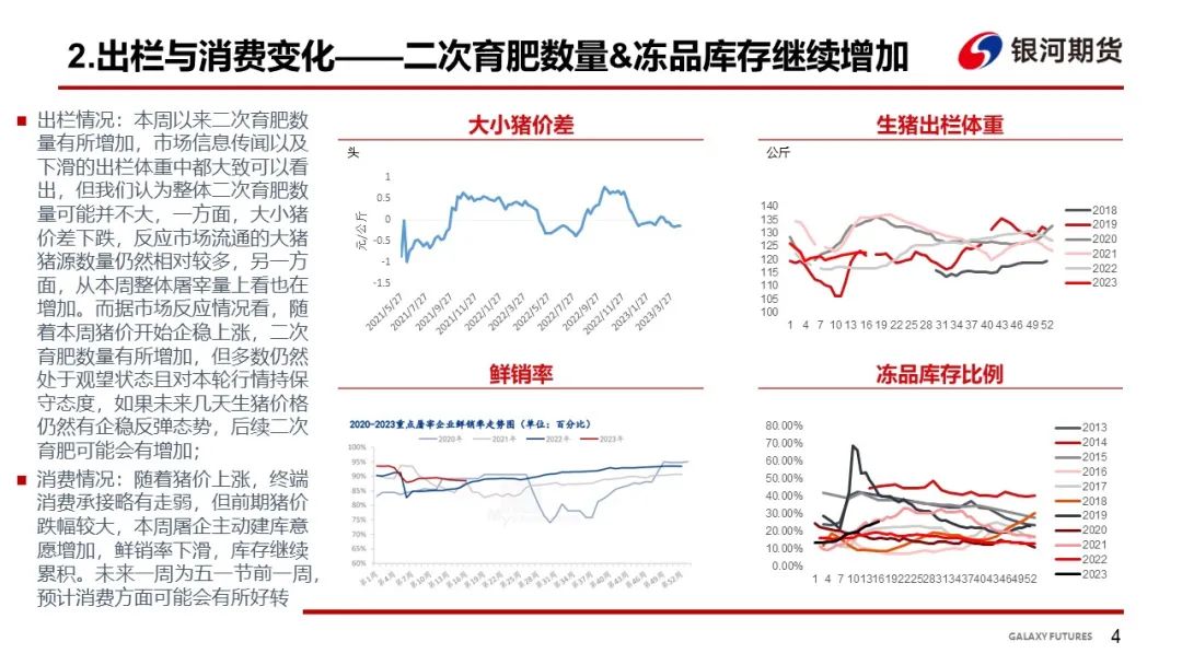 今日猪价看涨，24号迎来丰收喜悦！